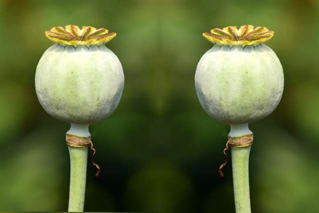 The importance of rel=canonical for content writers