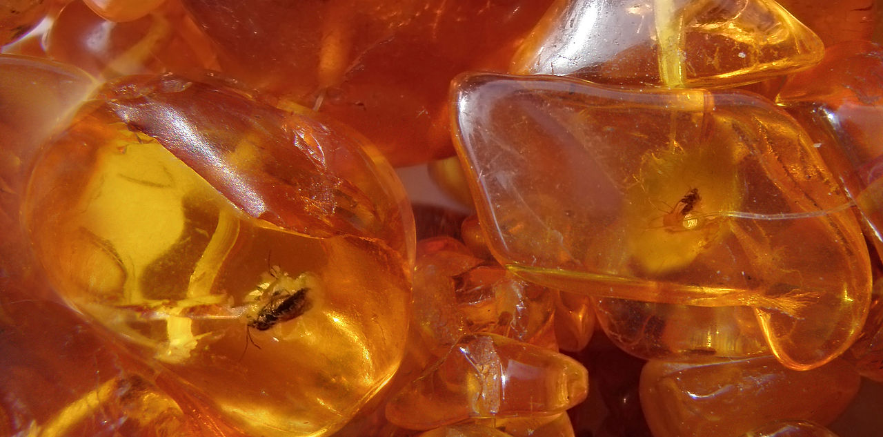 Baltic amber pieces with insects